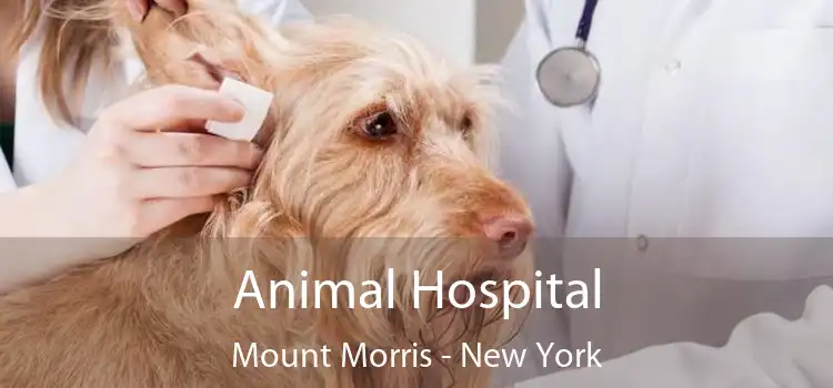 Animal Hospital Mount Morris - New York