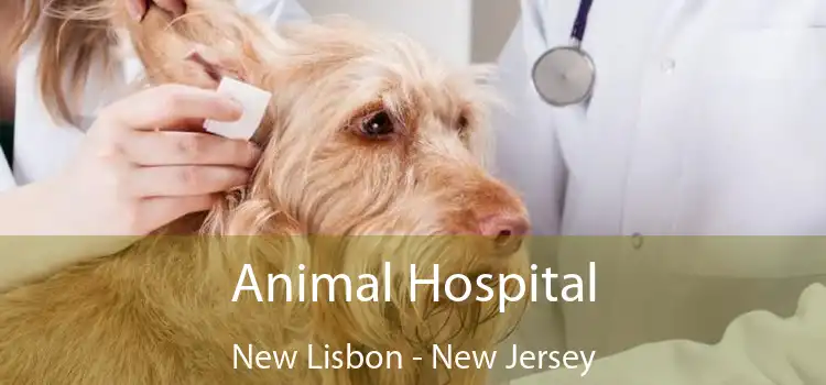 Animal Hospital New Lisbon - New Jersey