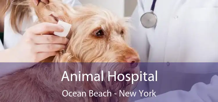 Animal Hospital Ocean Beach - New York