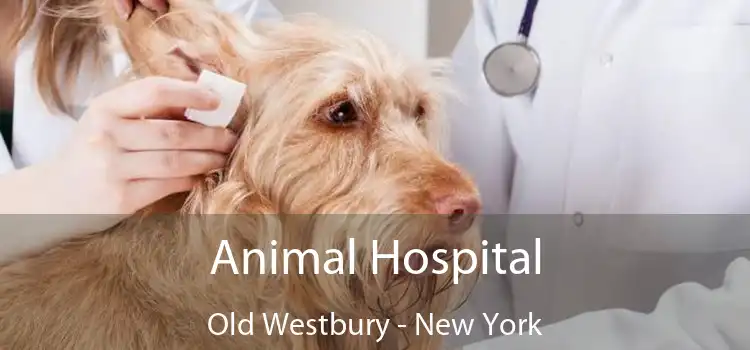 Animal Hospital Old Westbury - New York