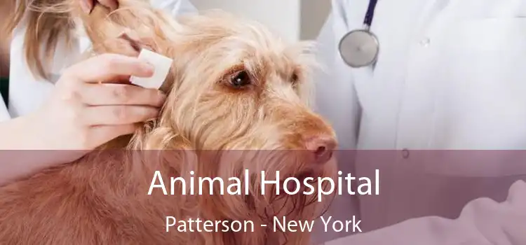 Animal Hospital Patterson - New York