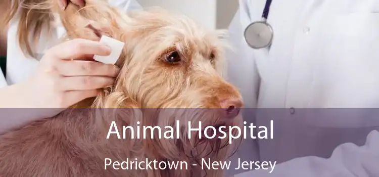 Animal Hospital Pedricktown - New Jersey