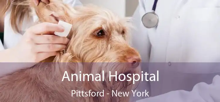 Animal Hospital Pittsford - New York