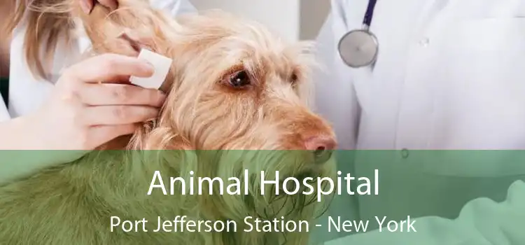 Animal Hospital Port Jefferson Station - New York