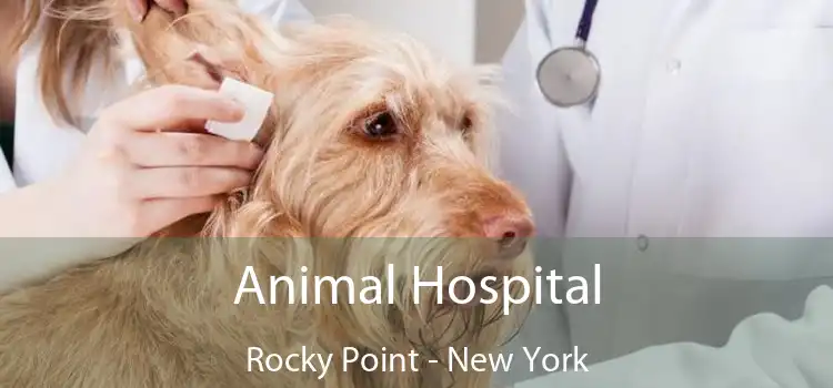 Animal Hospital Rocky Point - New York