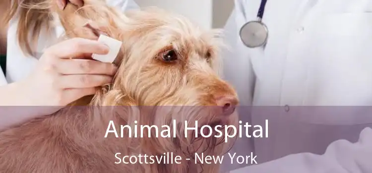 Animal Hospital Scottsville - New York