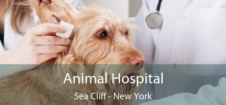 Animal Hospital Sea Cliff - New York