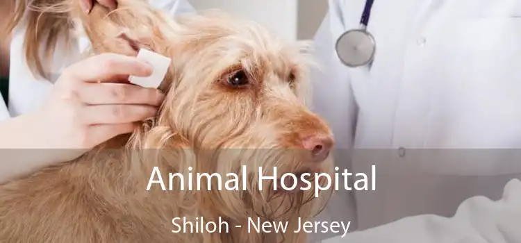 Animal Hospital Shiloh - New Jersey