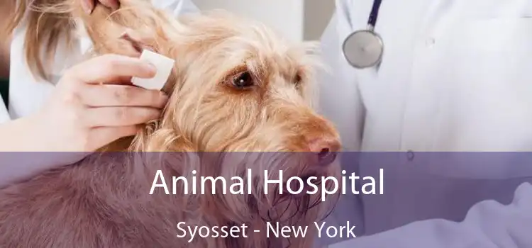 Animal Hospital Syosset - New York