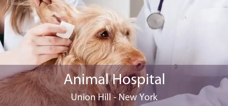 Animal Hospital Union Hill - New York