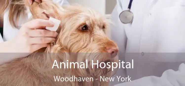 Animal Hospital Woodhaven - New York