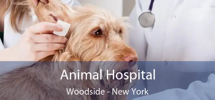 Animal Hospital Woodside - New York