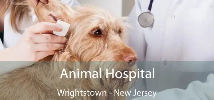 Animal Hospital Wrightstown - New Jersey