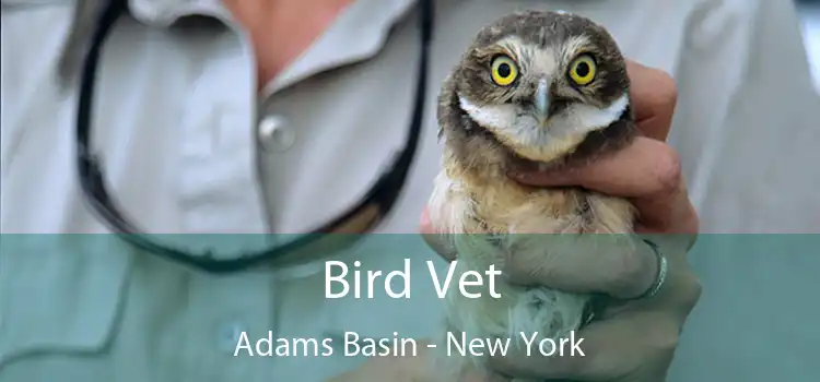 Bird Vet Adams Basin - New York