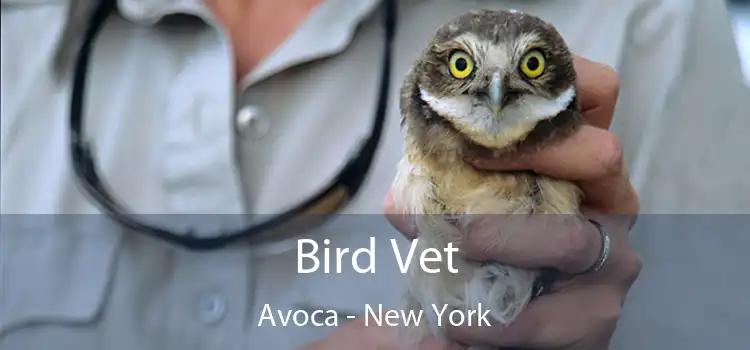 Bird Vet Avoca - New York