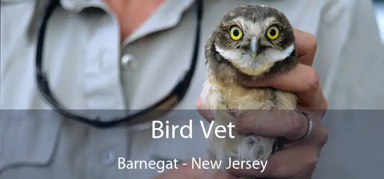 Bird Vet Barnegat - New Jersey