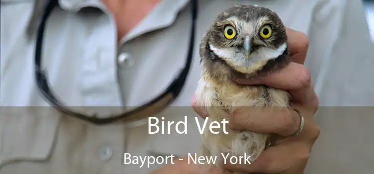 Bird Vet Bayport - New York