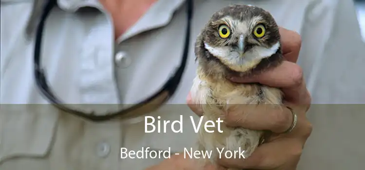 Bird Vet Bedford - New York