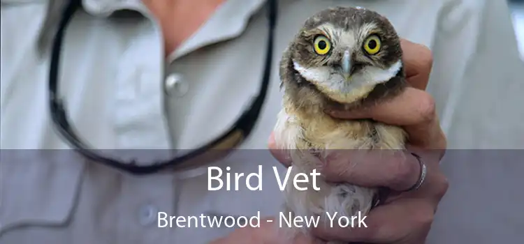 Bird Vet Brentwood - New York