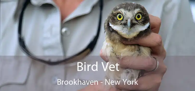 Bird Vet Brookhaven - New York