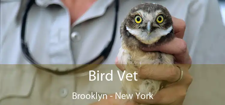 Bird Vet Brooklyn - New York