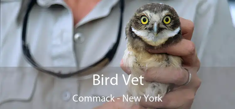 Bird Vet Commack - New York