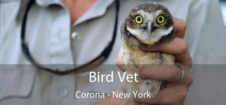 Bird Vet Corona - New York