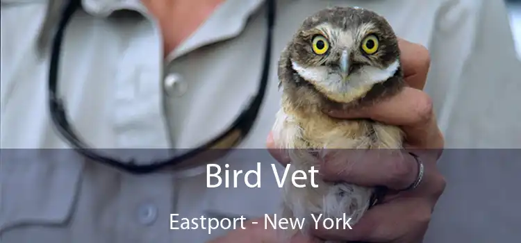 Bird Vet Eastport - New York