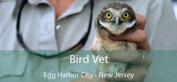 Bird Vet Egg Harbor City - New Jersey