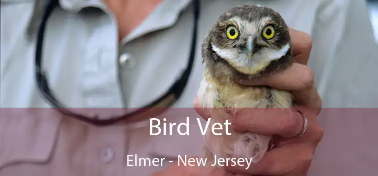 Bird Vet Elmer - New Jersey