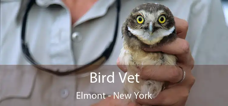 Bird Vet Elmont - New York