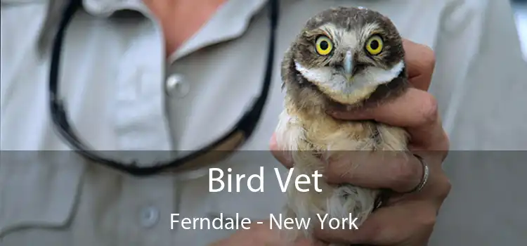 Bird Vet Ferndale - New York