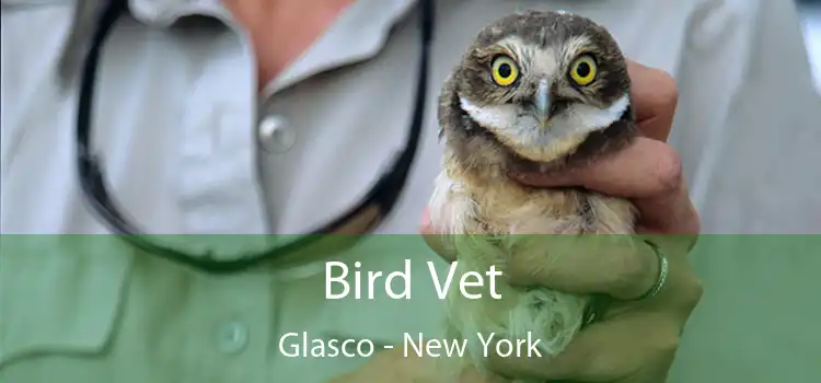 Bird Vet Glasco - New York