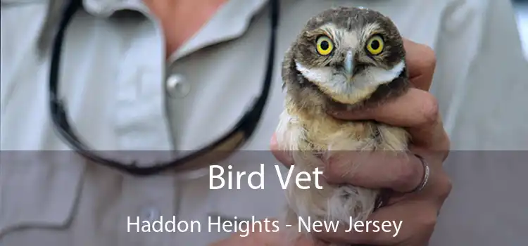 Bird Vet Haddon Heights - New Jersey