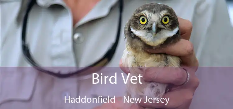 Bird Vet Haddonfield - New Jersey