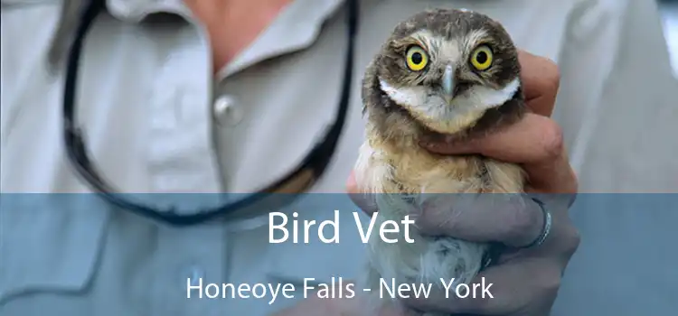 Bird Vet Honeoye Falls - New York