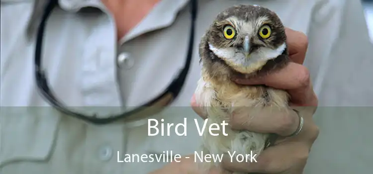 Bird Vet Lanesville - New York