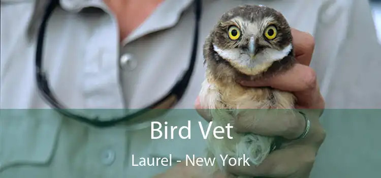 Bird Vet Laurel - New York