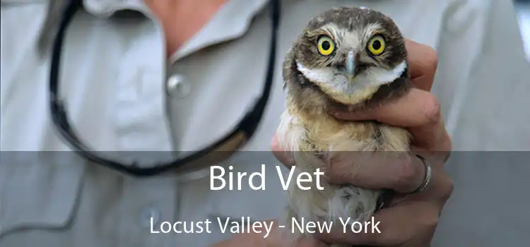 Bird Vet Locust Valley - New York