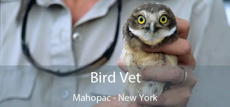 Bird Vet Mahopac - New York