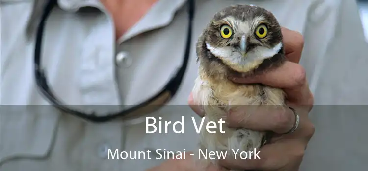 Bird Vet Mount Sinai - New York