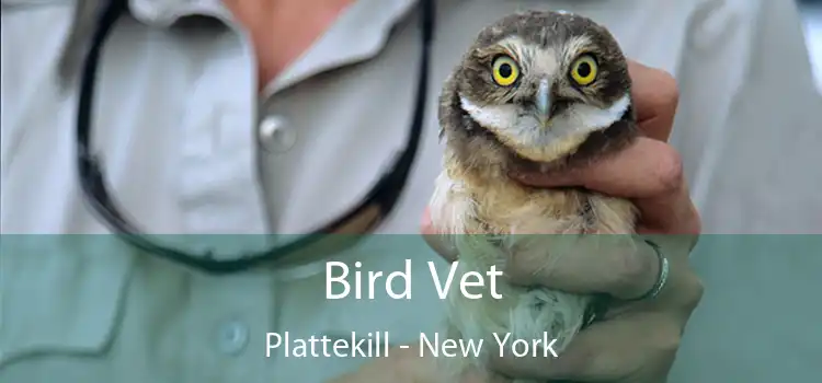 Bird Vet Plattekill - New York