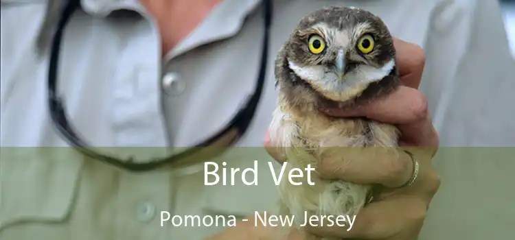 Bird Vet Pomona - New Jersey