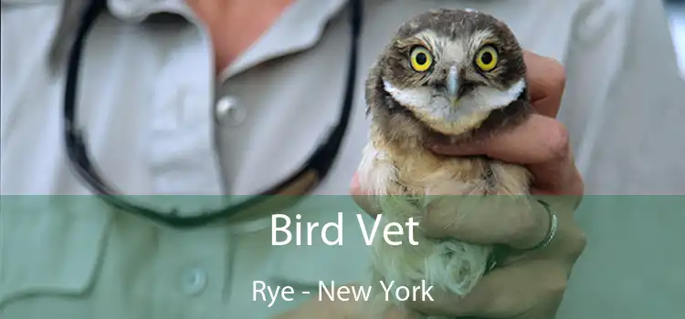 Bird Vet Rye - New York