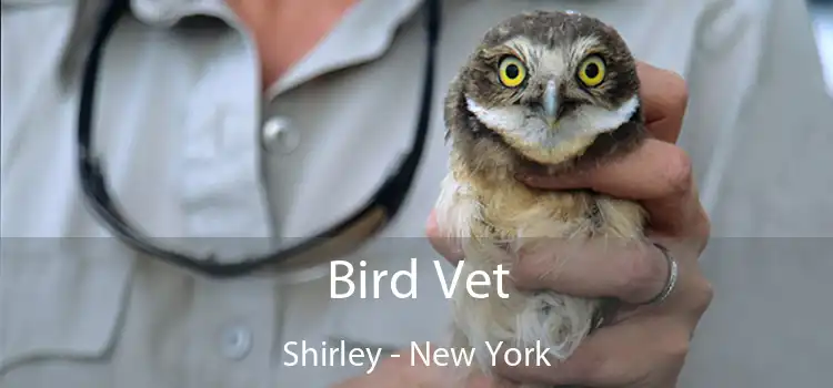 Bird Vet Shirley - New York