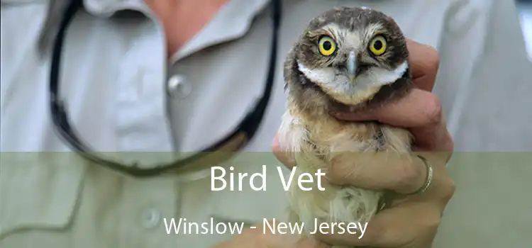 Bird Vet Winslow - New Jersey