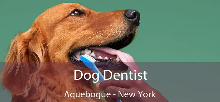 Dog Dentist Aquebogue - New York