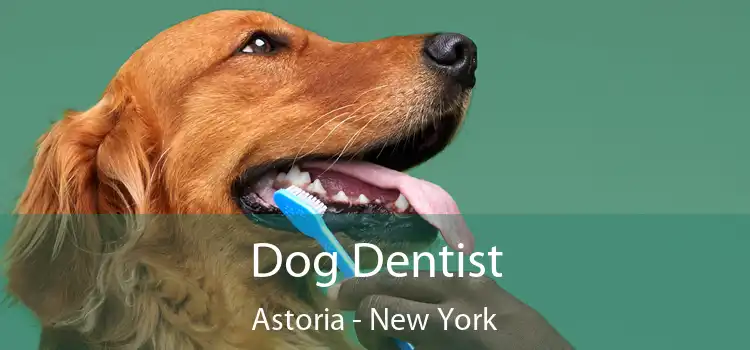 Dog Dentist Astoria - New York