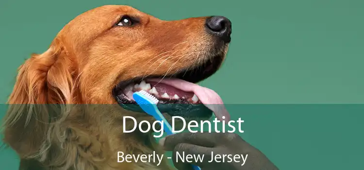 Dog Dentist Beverly - New Jersey