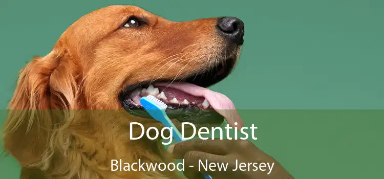 Dog Dentist Blackwood - New Jersey